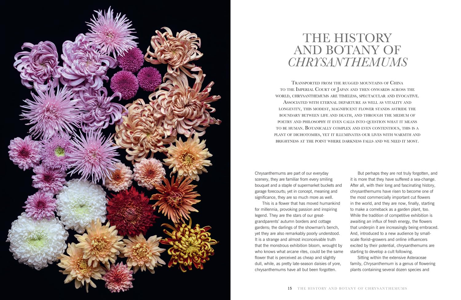 Chrysanthemums: Beautiful Varieties for Home and Garden