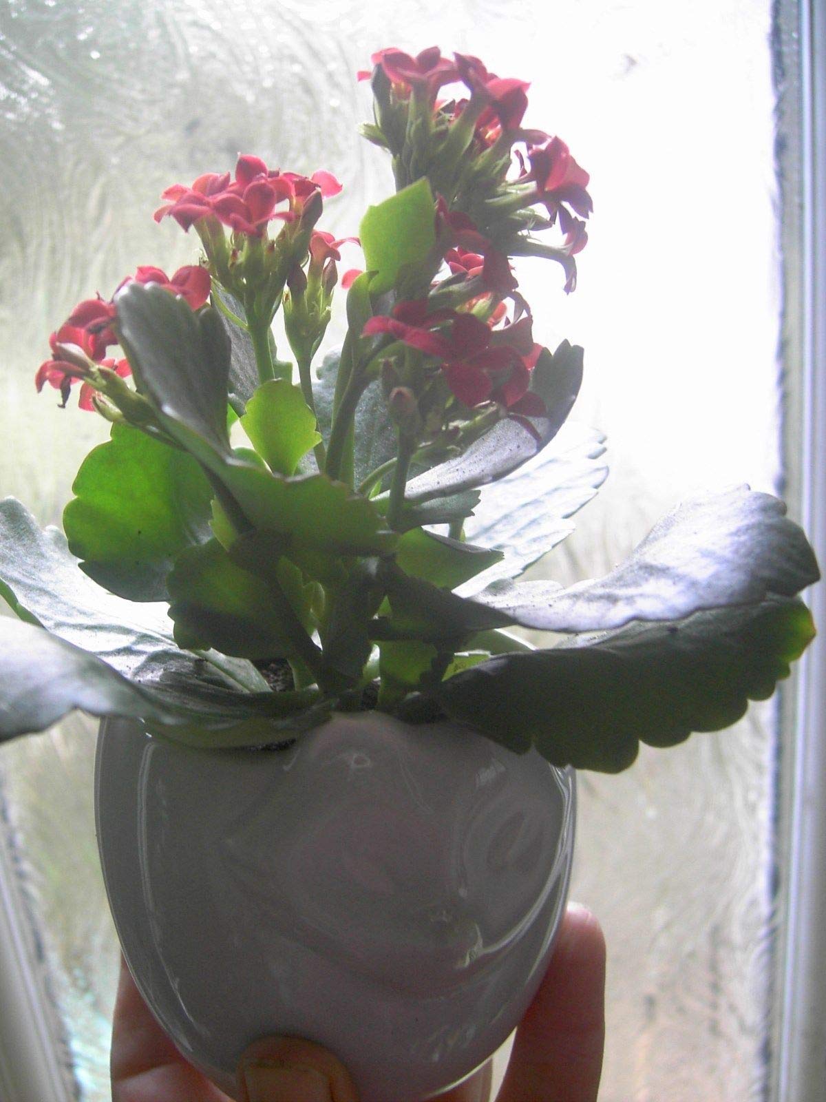 Portal Cool Succulent Flaming Katy Kalanchoe House Plant In A Cat Shaped Ceramic Pot