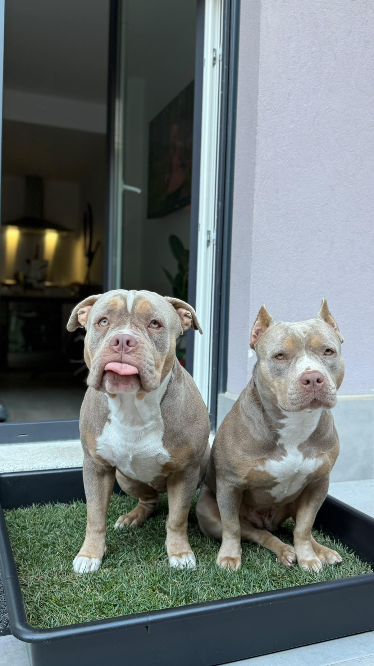 Recambio Bandeja XXL Cama para Mascotas, Alfombra Olfativa (XXL)