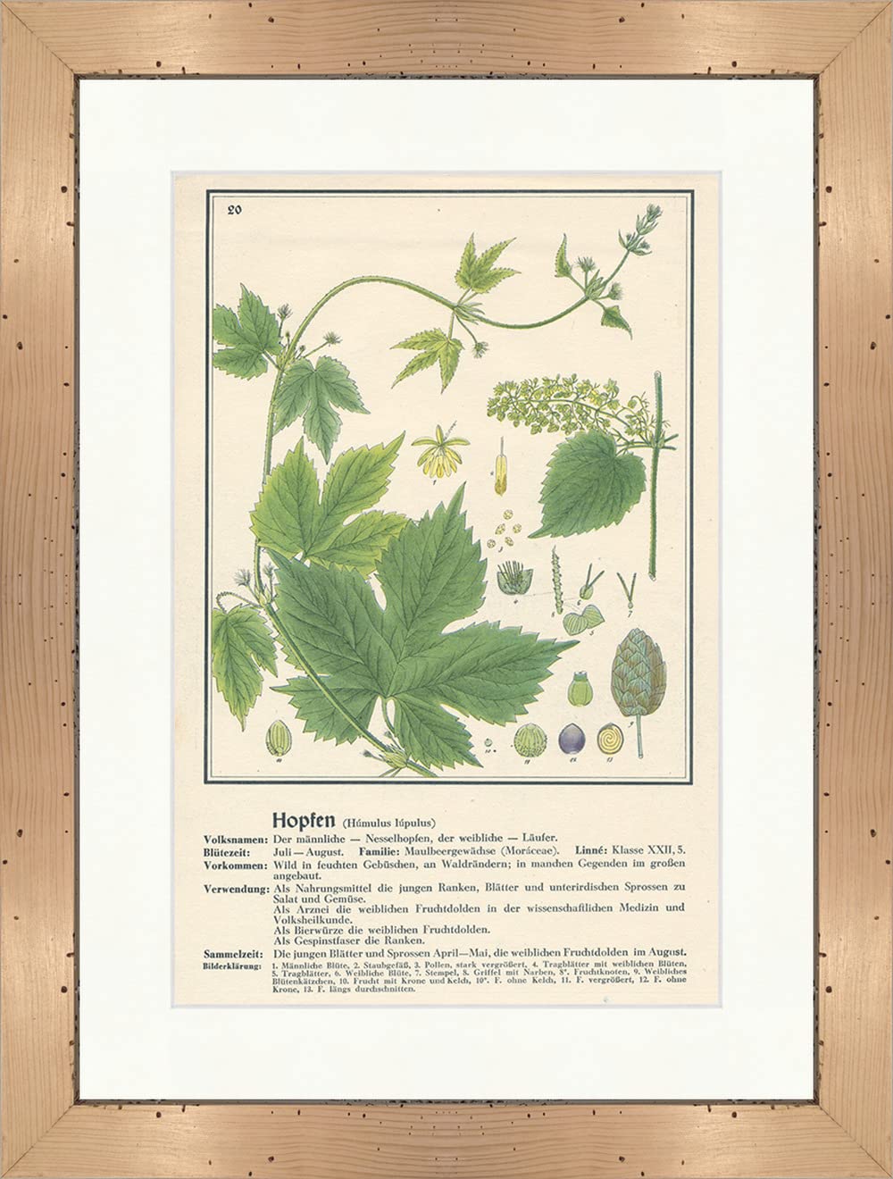 Biller Antik Hops Humulus lupulus Mulberry Plants Nettle Hops Medical Herbs 072 Framed