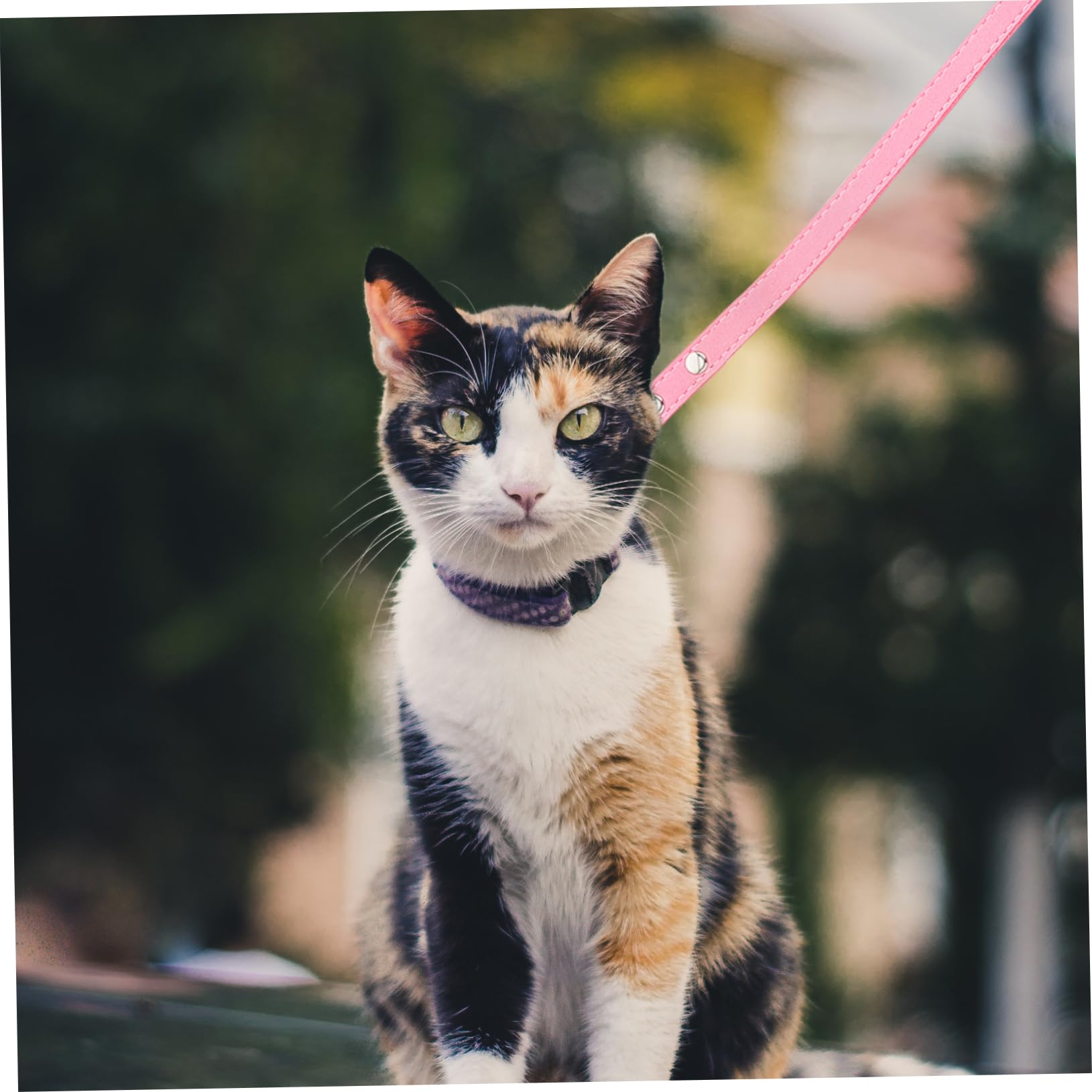 GRIRIW Adjustable Cat and Dog Traction Rope with Unique Bowknot Design Durable Pet Walking Leash for Various Scenarios for Daily Use and Pet Events