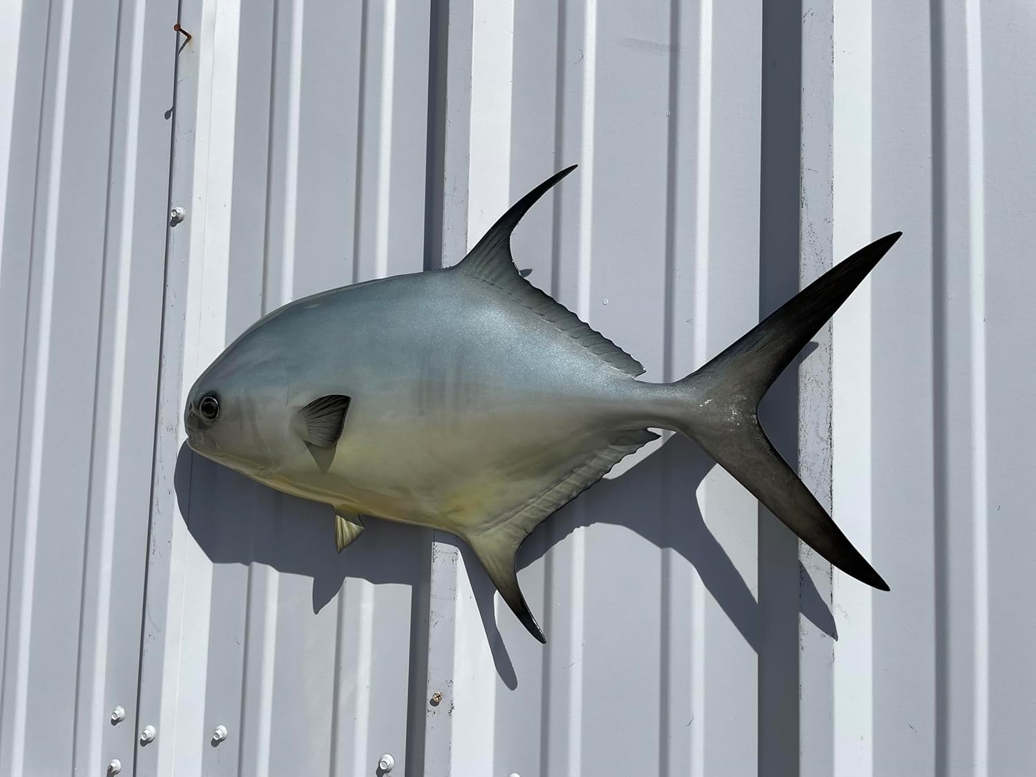 in Stock - 25" Permit Half Sided Fish Mount Replica - Affordable Coastal Decor - Indoors Or Outside