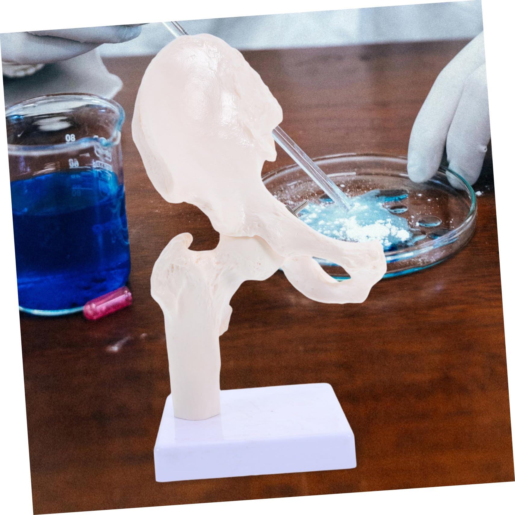 PRETYZOOM Modelli Scheletro Umano Scheletri Articolazione Anca Strumenti Didattici per Studio Ossa Modello Scheletro Mobile per Anatomia