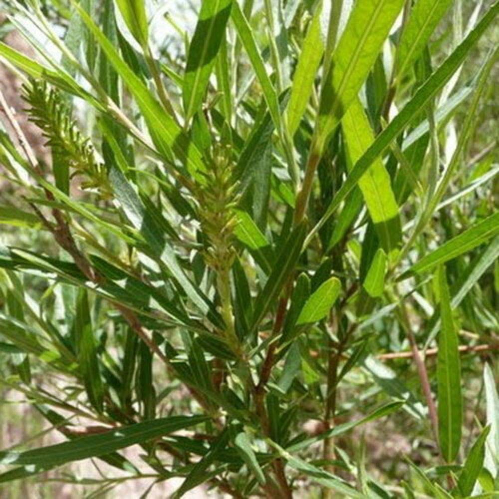 Sandbar Willow Salix Exigua Coyote Willow 10 Cuttings M4