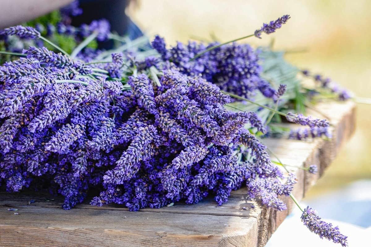 Gaea's Blessing Seeds - English Lavender Seeds - Heirloom Non-GMO Seeds with Easy to Follow Instructions - Vera True Lavender Heirloom - 91% Germination Rate (Pack of 2)