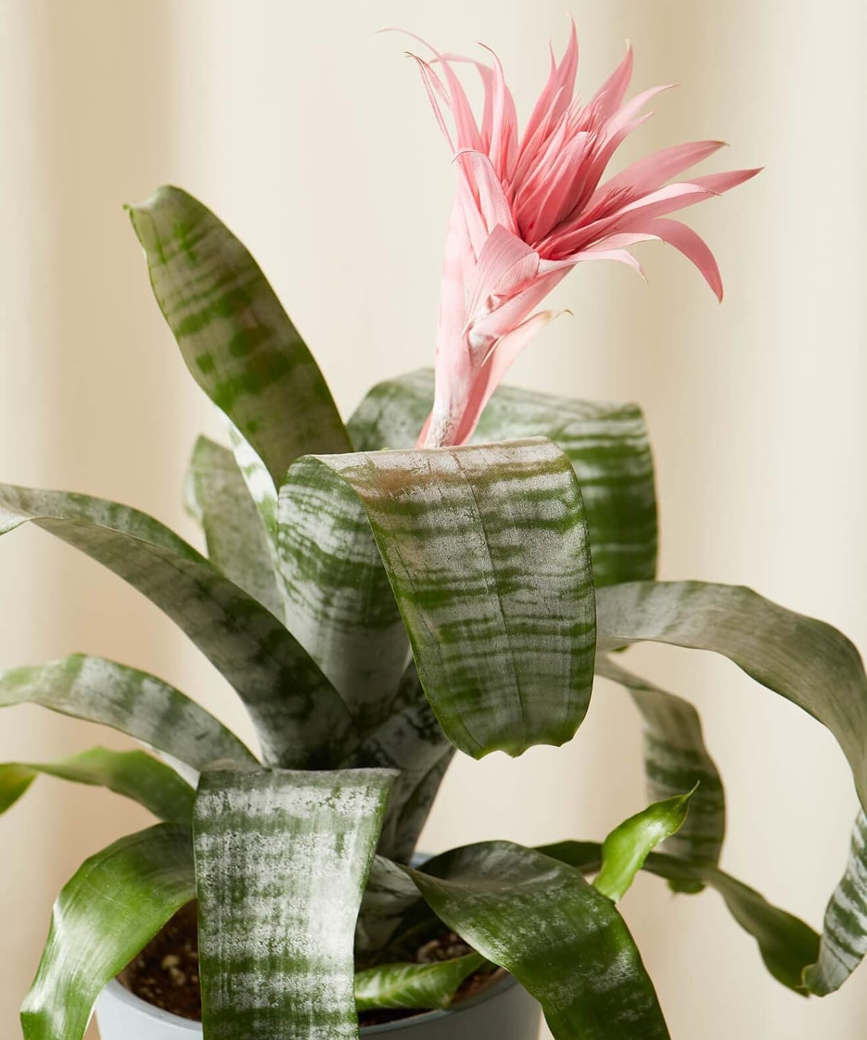 Guruji Plantation Bromeliad Aechmea Pink Live Plant (Pack Of 4) (B0D6KMBW13) Amazon Price History, Amazon Price Tracker