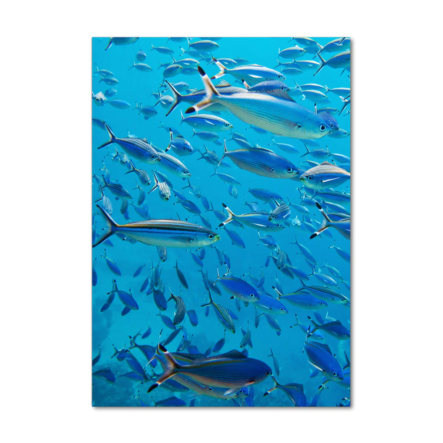 Tableaux pour la mur Tulup incassables 70x100 cm déco bleu poisson de corail