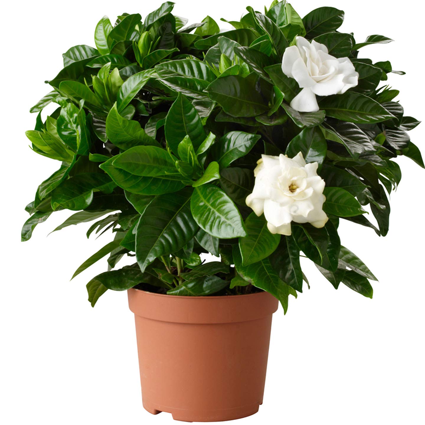 Go4plants Natural Double Chandni live outdoor flower plant with pot (B08WCMM3VG) Amazon Price History, Amazon Price Tracker