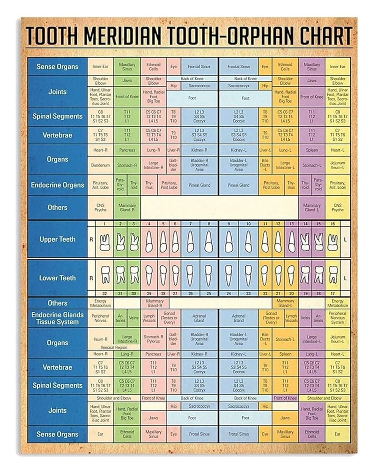 EKFBQBGW Vintage Plaque Style Tooth Meridian Organ Chart Knowledge Poster for Wall Decor Office Club Framed,08x12inch(20x30cm)