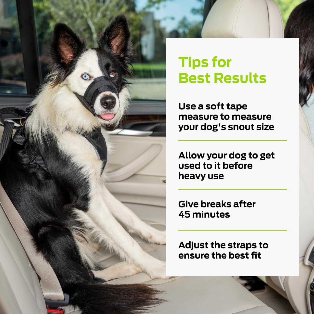Dog in car wearing muzzle with tips for best results
