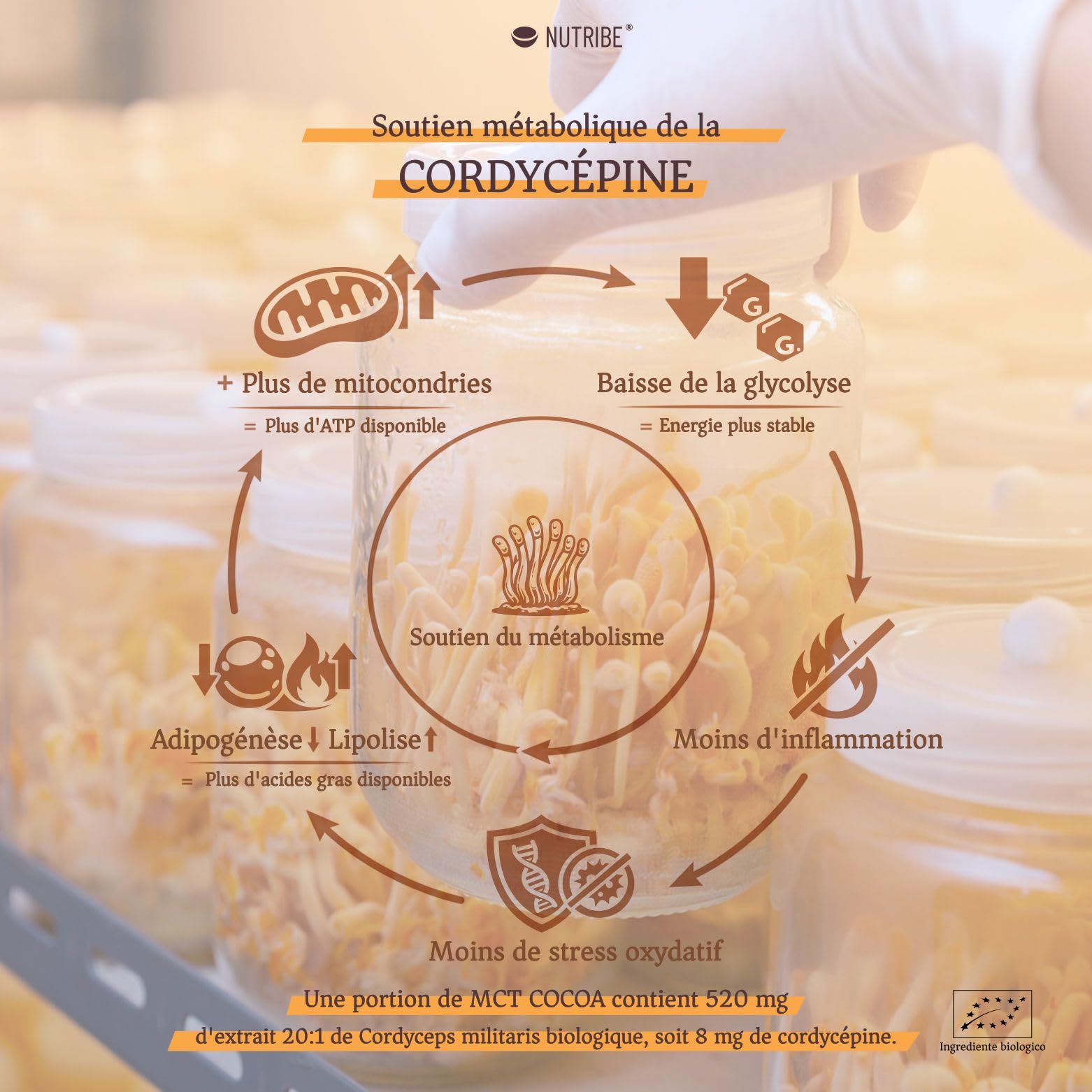Cacao adaptogène au Cordyceps Bio | Collagène Marin | Formule énergie, antioxydants naturels, coupe-faim idéal pour le jeûne intermittent