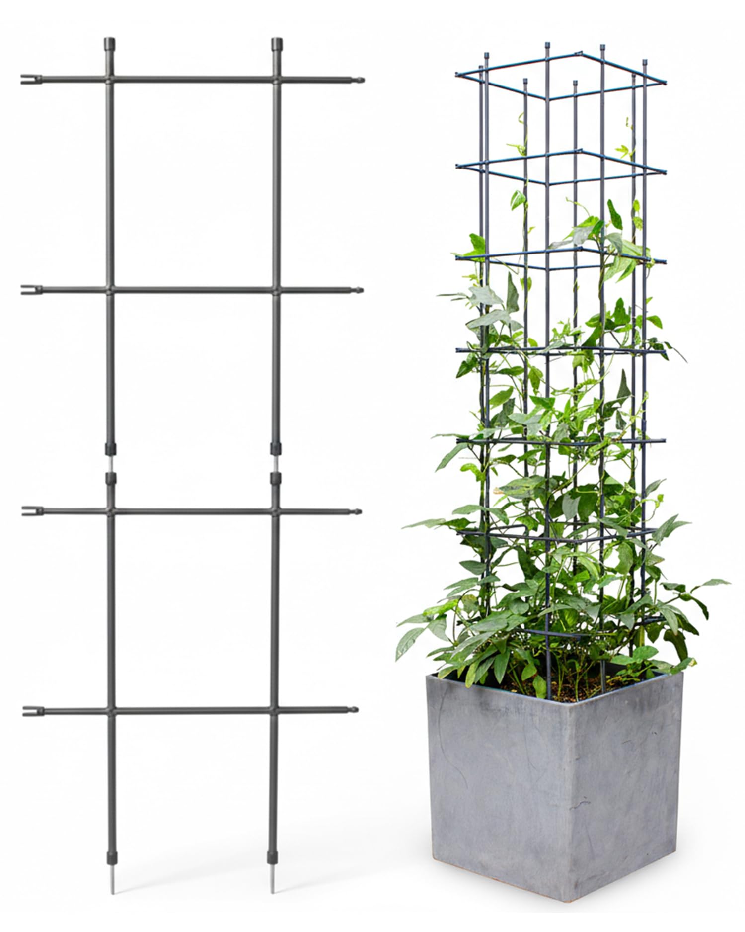 DAIM Multi Link Trellis