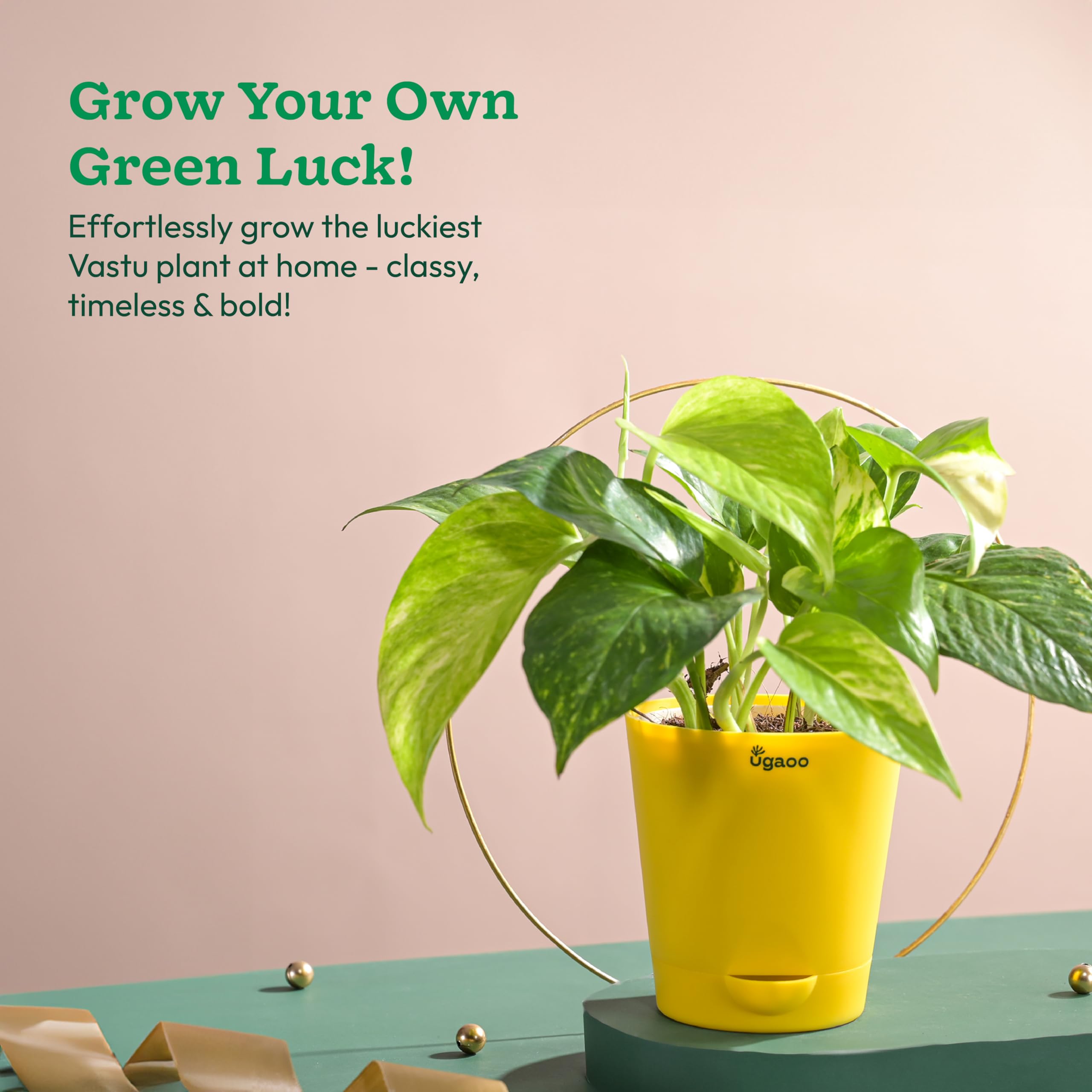 Ugaoo Good Luck Indoor Plants For Home With Pot - Jade Plant & Money Plant Variegated