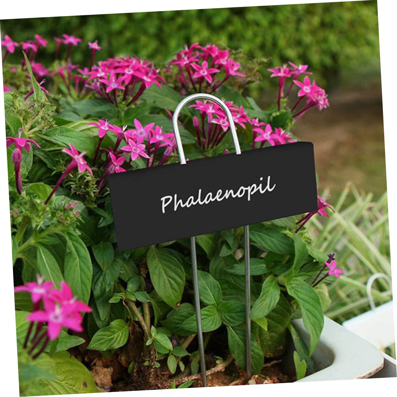 STOBOK 3 Set Etichette Per Piante Da Giardinaggio Etichette Piante Targhette Per Vaso Per Spago Da Giardino Per Rampicanti Etichetta Della Pianta 8 Pezzi * 3