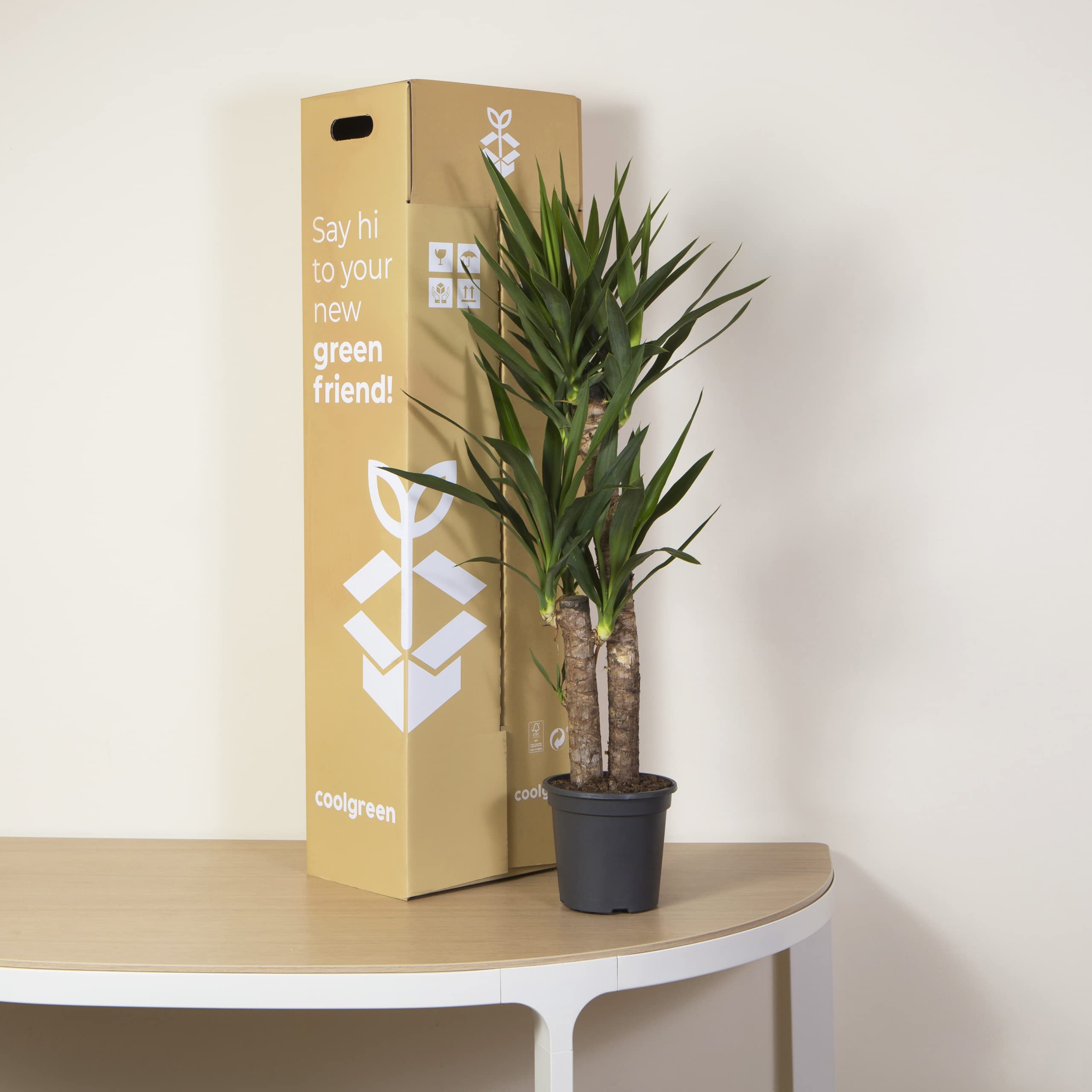 Cool Green - Planta natural interior - Yuca Mediana | Decoracion hogar — view 4