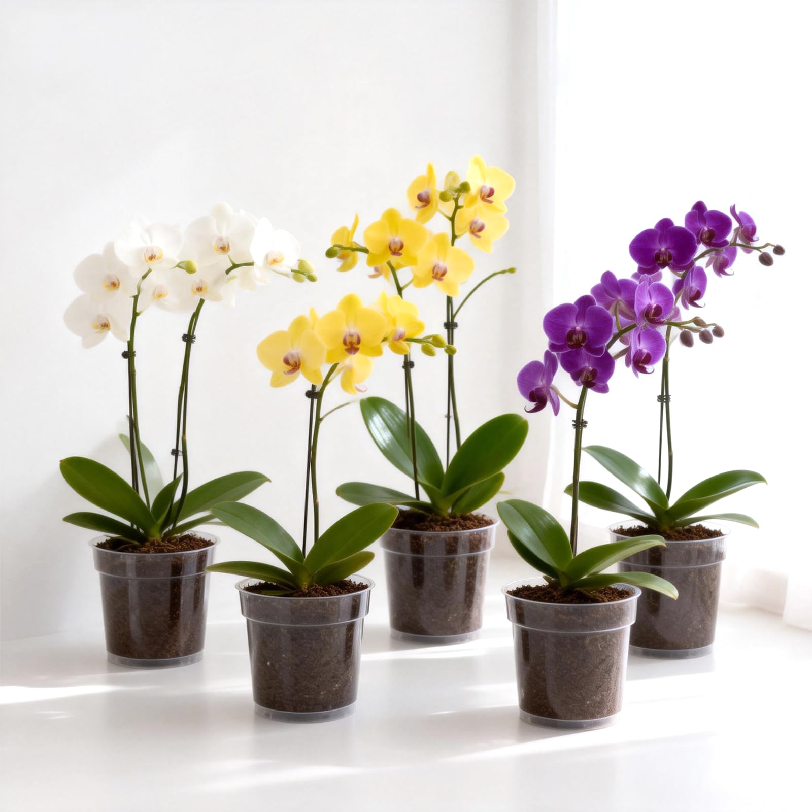 Le kit de rempotage d'orchidées : tout ce dont vous avez besoin pour un