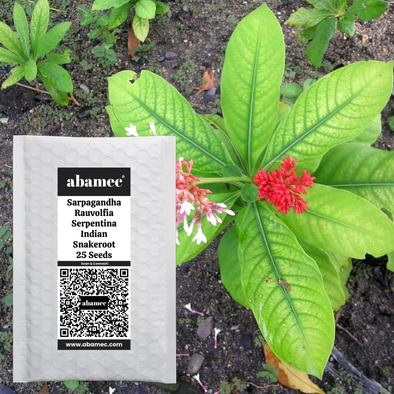 abamec Indian Sarpagandha (Rauvolfia Serpentina), Herbal Perennial Shrub Plant Growing Seeds - 25 Seeds Pack (B09Z6QCCD3) Amazon Price History, Amazon Price Tracker