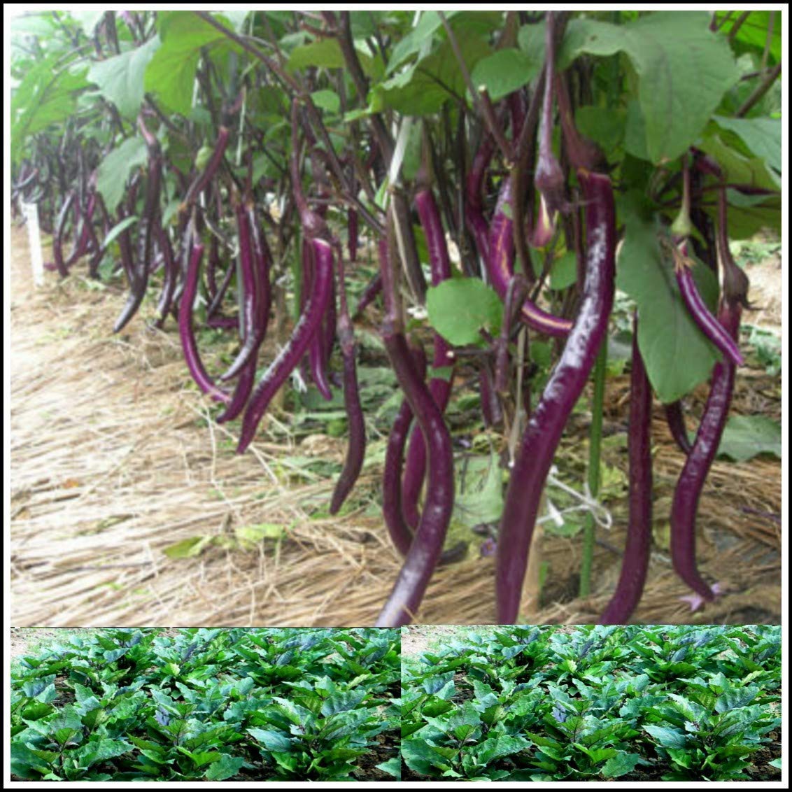 Golden Hills Farm Brinjal Snake Seeds Long Hybrid F1 Variety Heirloom Vegetable (500 seeds) (B093QGYSYQ) Amazon Price History, Amazon Price Tracker