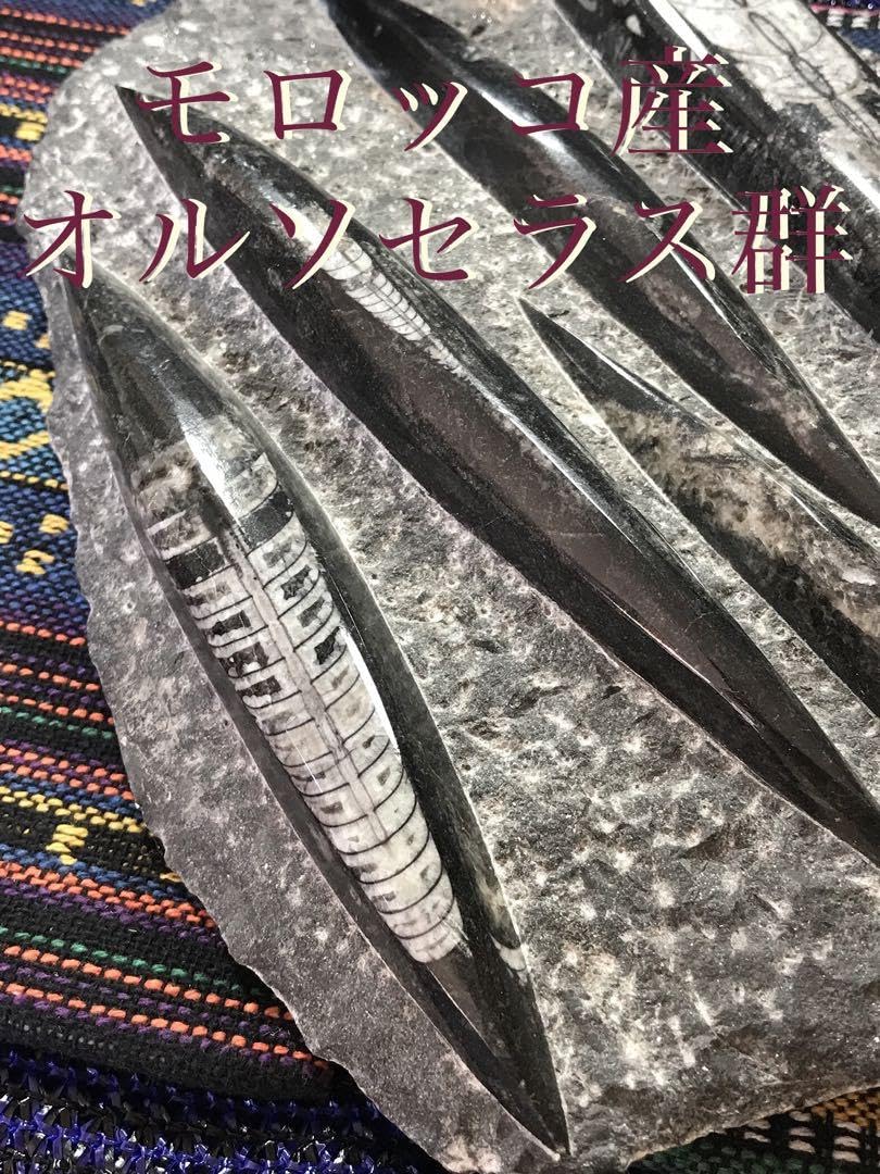 Amazon.co.jp: モロッコ産オルソセラス群直角貝群古生代デボン紀化石 