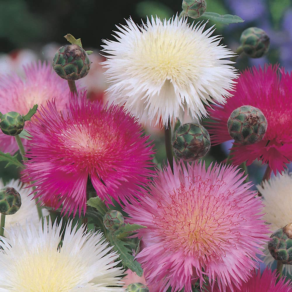 Zabbus Seeds Sweet Sultan Mixed Colour Flower Seeds Hybrid F1 Seeds for Home Garden All Season (200 Seed) (B0BHJ4CP17) Amazon Price History, Amazon Price Tracker