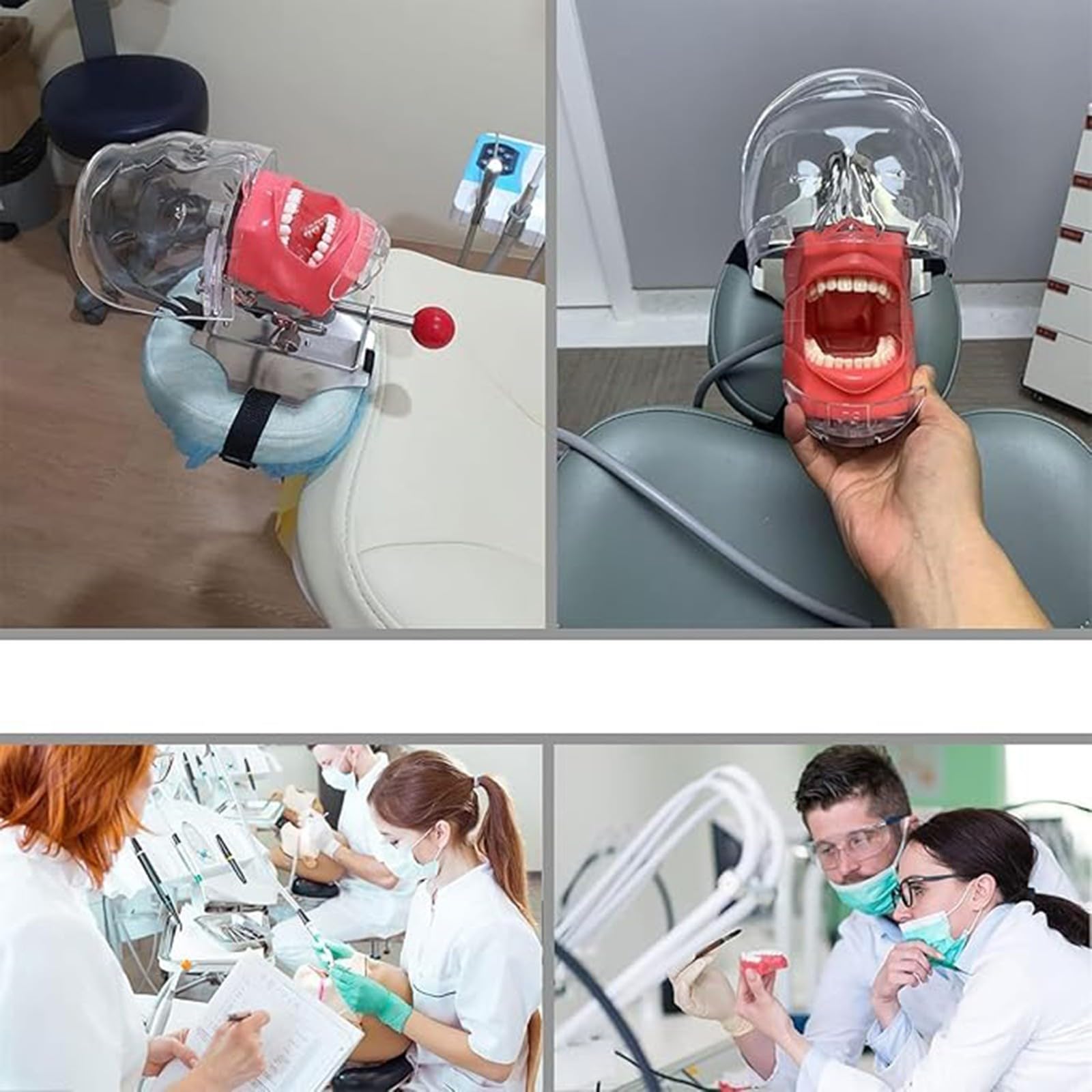 Praktische Oralsimulation Dentalmodell Herausnehmbare Zähne mit Design-Stützbasis für Zahnmedizin und Zahntechnik A