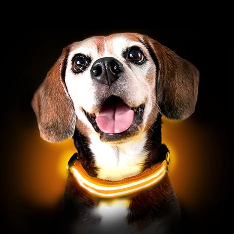 disco dog amazon