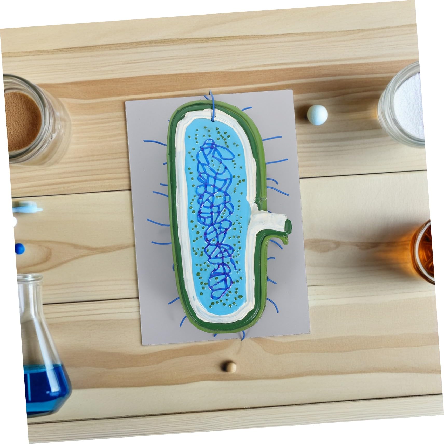 Vergrößertes Zellkernmodell Anatomisches Zellmodell mit Organellen für Biologieunterricht Schüler Lehrmittel Wissenschaftsspielzeug