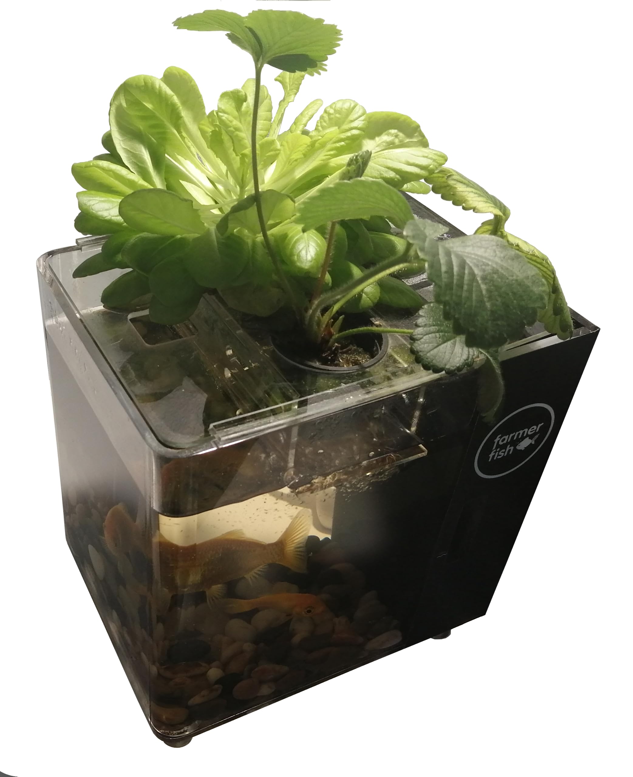 Aquarium Aquaponie Farmer Fish Tank
