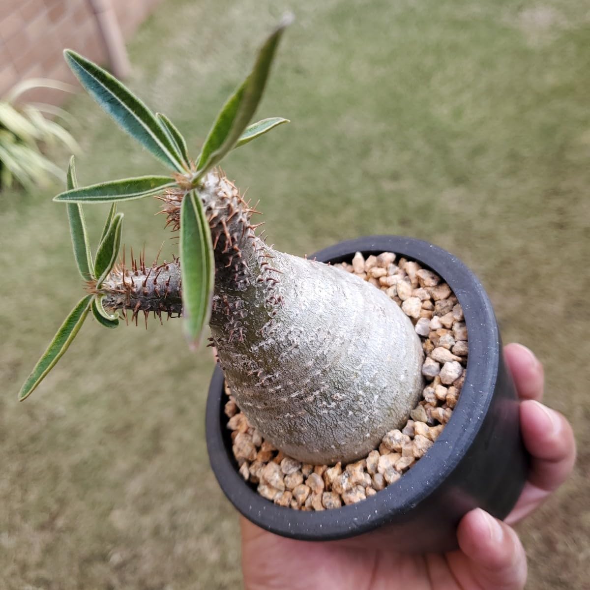 Amazon.co.jp: パキポディウム・グラキリス塊根植物・多分発根検索用  