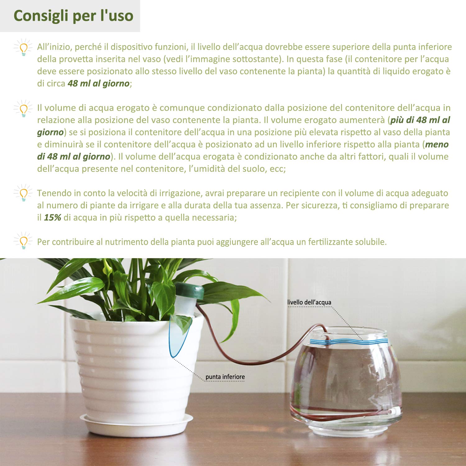 agave victoriae reginae winterhart *RETAIL main image 0