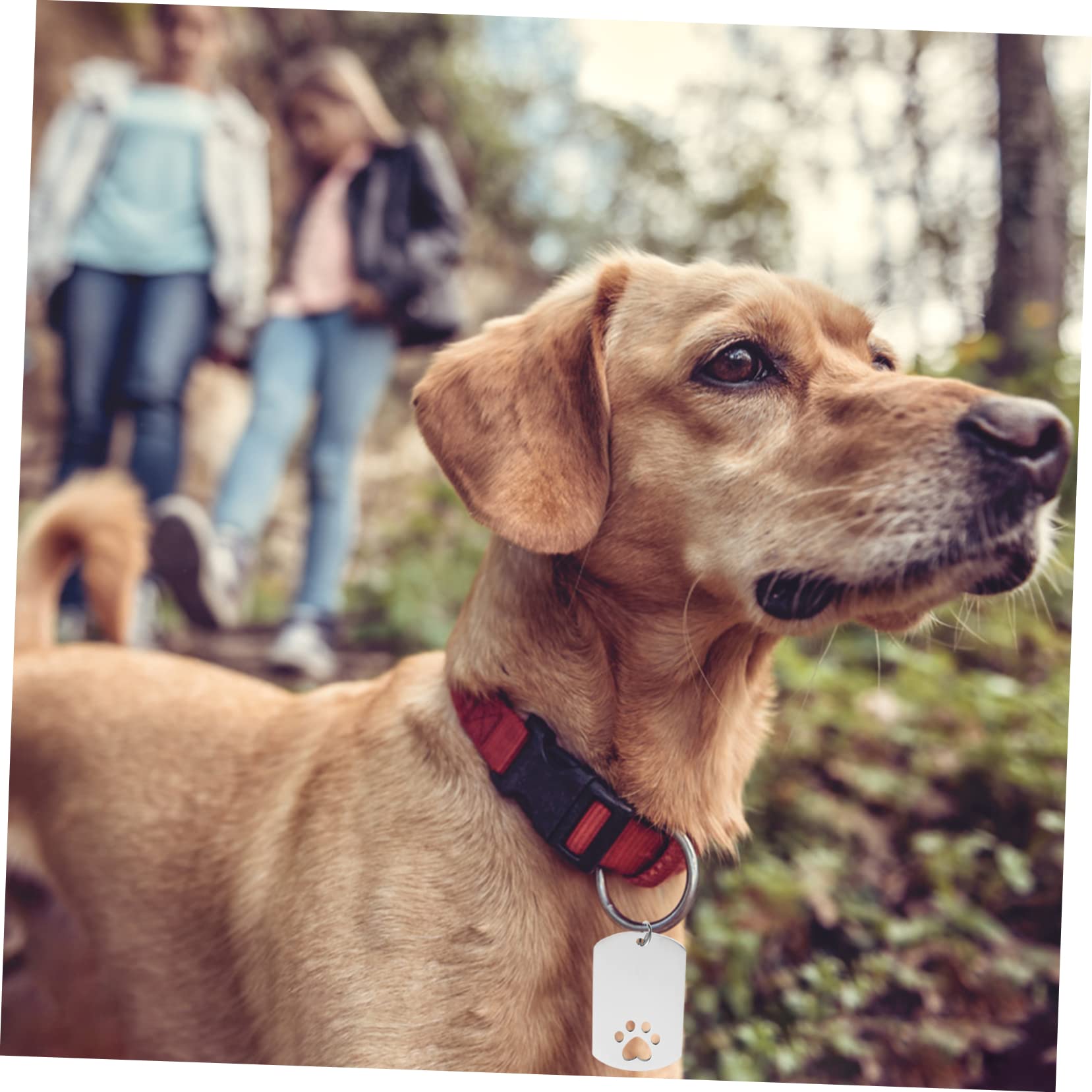 Operitacx 16 Pz Medaglietta Per Cani Targhetta Identificativa in Metallo Collari Identificativi Per Cuccioli Spazi Vuoti Per Medagliette Per Cani Cucciolo Collare Acciaio Inossidabile
