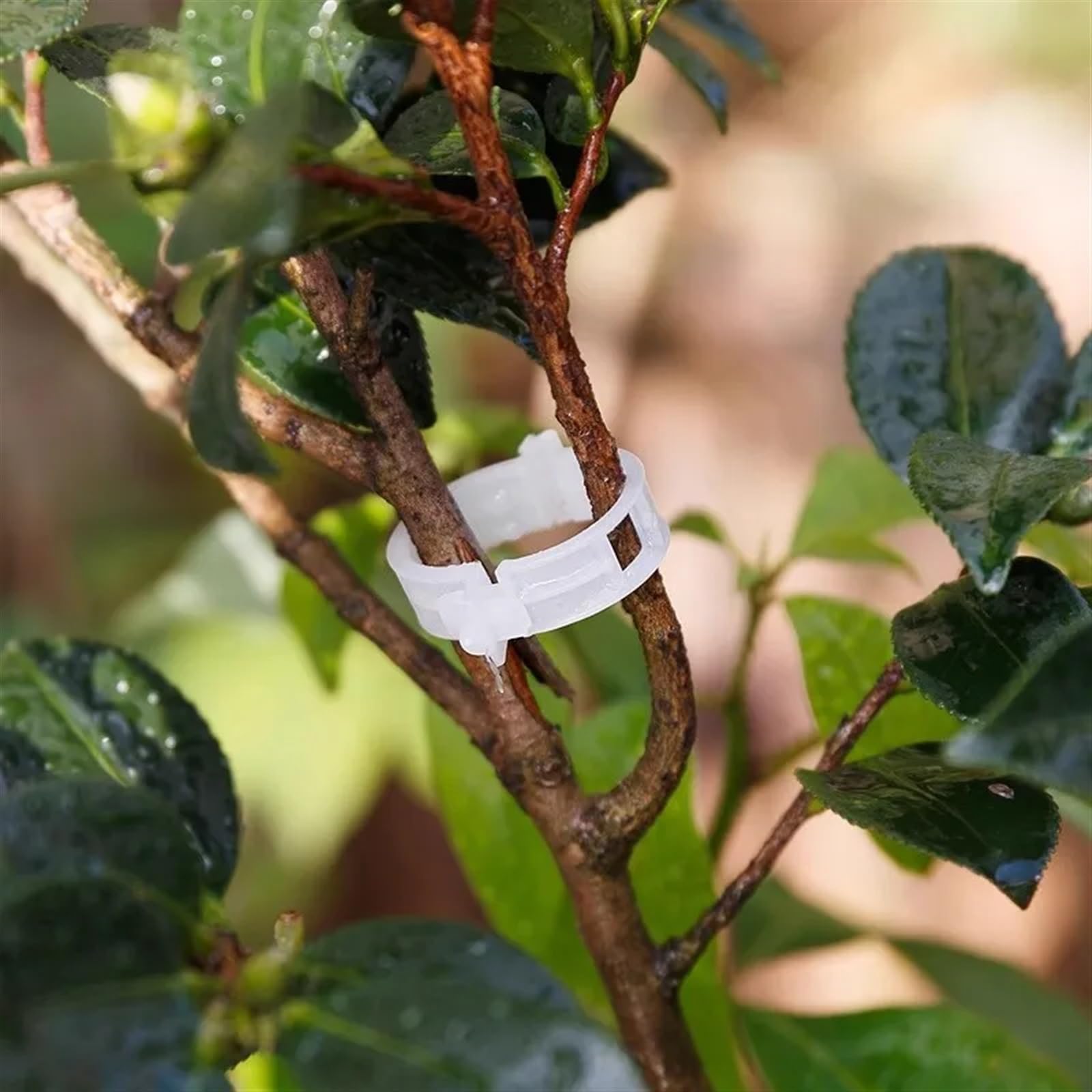 Mollette di sostegno per piante da giardino, Clip di supporto for piante in PP da 3 cm/1,8 pollici riutilizzabili for innesti di vite 50/100/150/200 pezzi(150pc)
