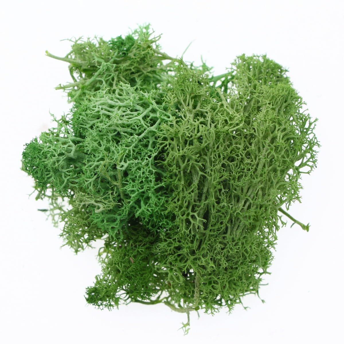 Wambere 50 g Moss Natural Moss for Crafts, Moss Plants Decoration, for Micro Landscape Decoration, DIY Background Wall Picture Frame Made of Coral Grass Moss Picture Home Decoration Easter Decoration,