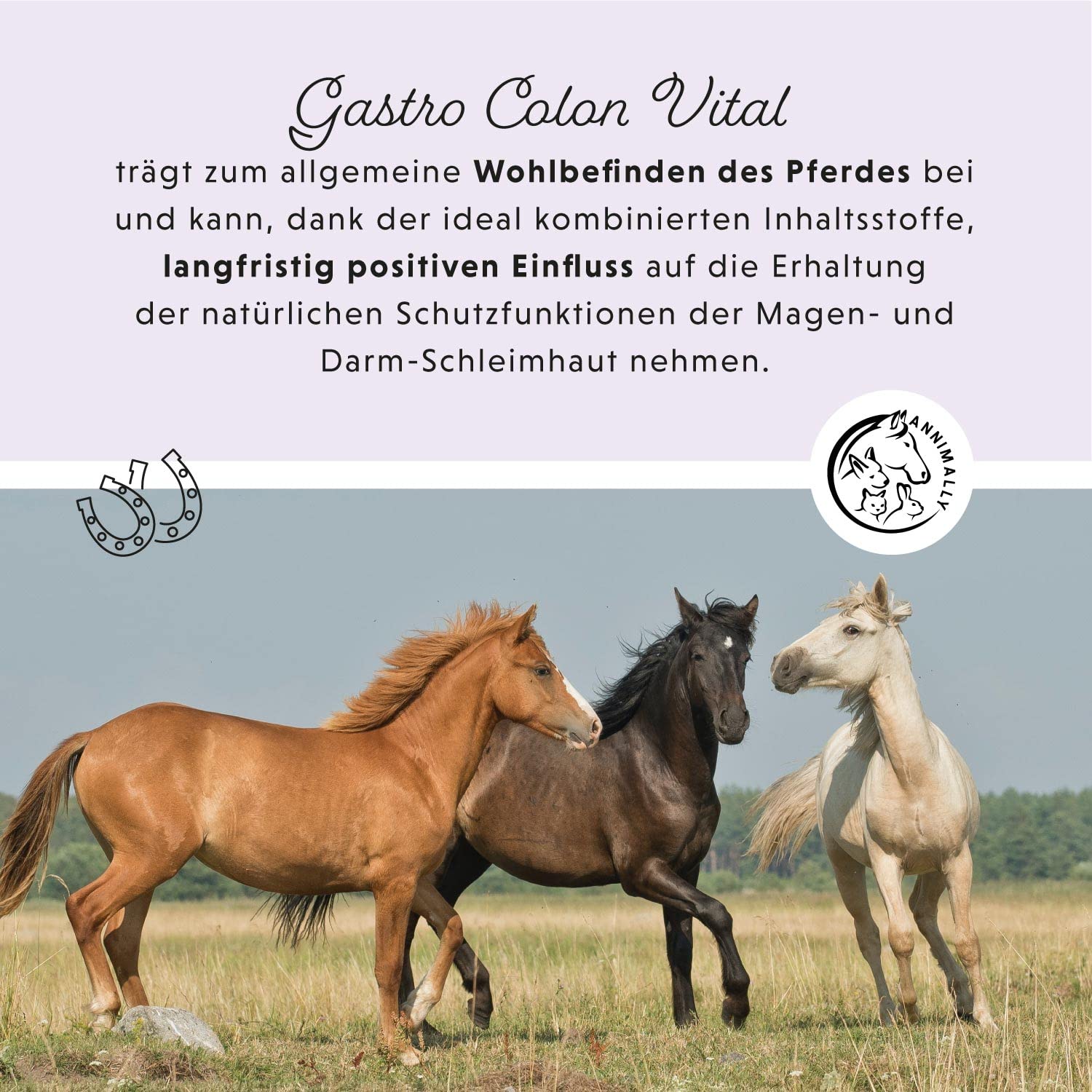 Annimally Magen Darm Liquid Pferd 1000ml - Gastro Colon Vital zur Unterstützung der Verdauung zum Beispiel bei Kotwasser - Natürliche Magen Kräuter für Pferde