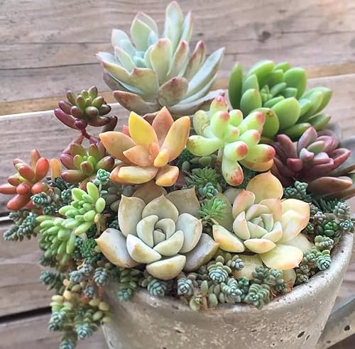 Miniatura 4 de 500pcs Mezcla de semillas suculentas raras para plantar, bricolaje bonsái planta ornamental resistente perenne