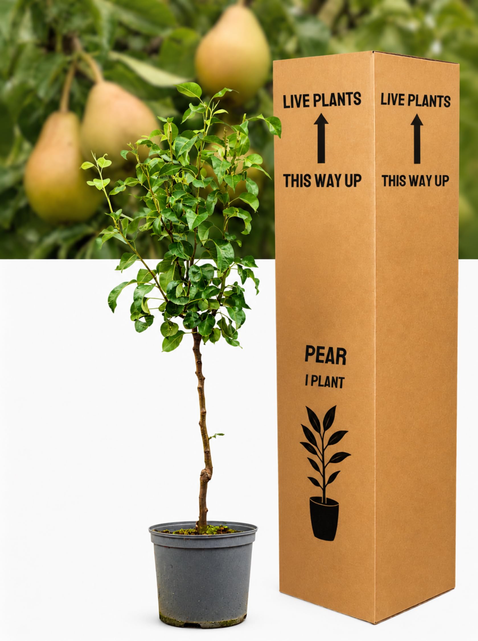 Williams' Bon Chrétien Pear Tree in 7.5L Pot – Sweet Dessert Fruit Plant
