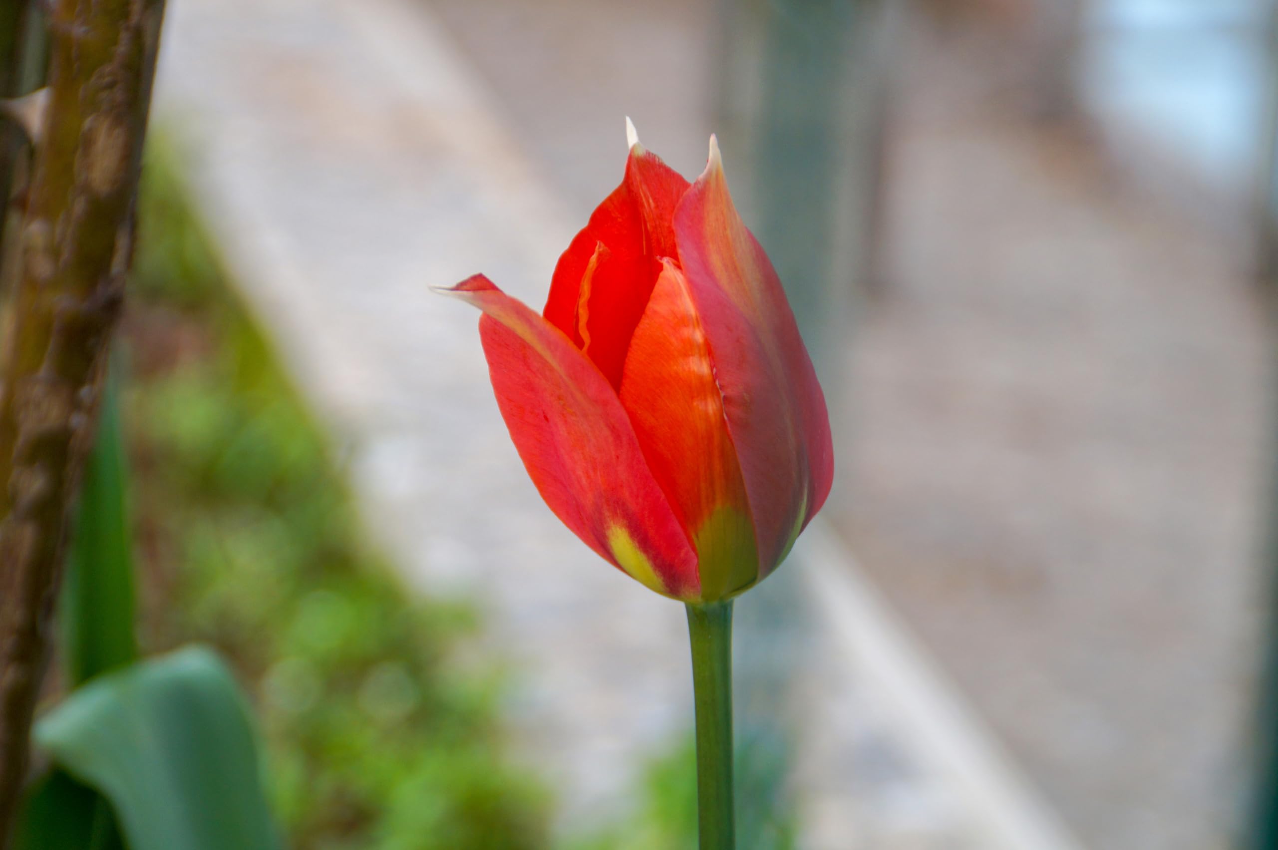 Lincolnshire Pond Plants Ltd - Tulipa Couleur Cardinal Plant Bulb x10 - 2