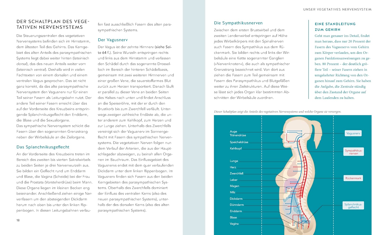 Das Vagus-Training: Selbstheilung aktivieren – Übungen für den Vagusnerv (GU Ratgeber Gesundheit)