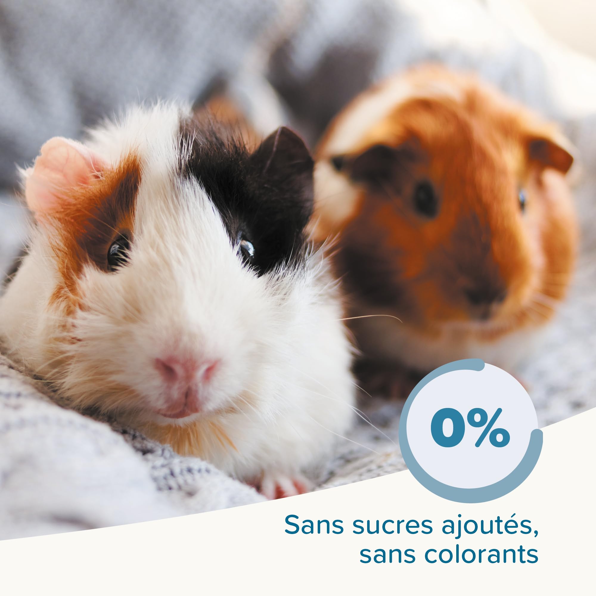 BEAPHAR – Care+ – Alimentation Super Premium extrudée pour Cochon d'Inde – Contient de la Vitamine C et 21% de Fibres – sans sucres ajoutés – 1.5kg,Lot de 1