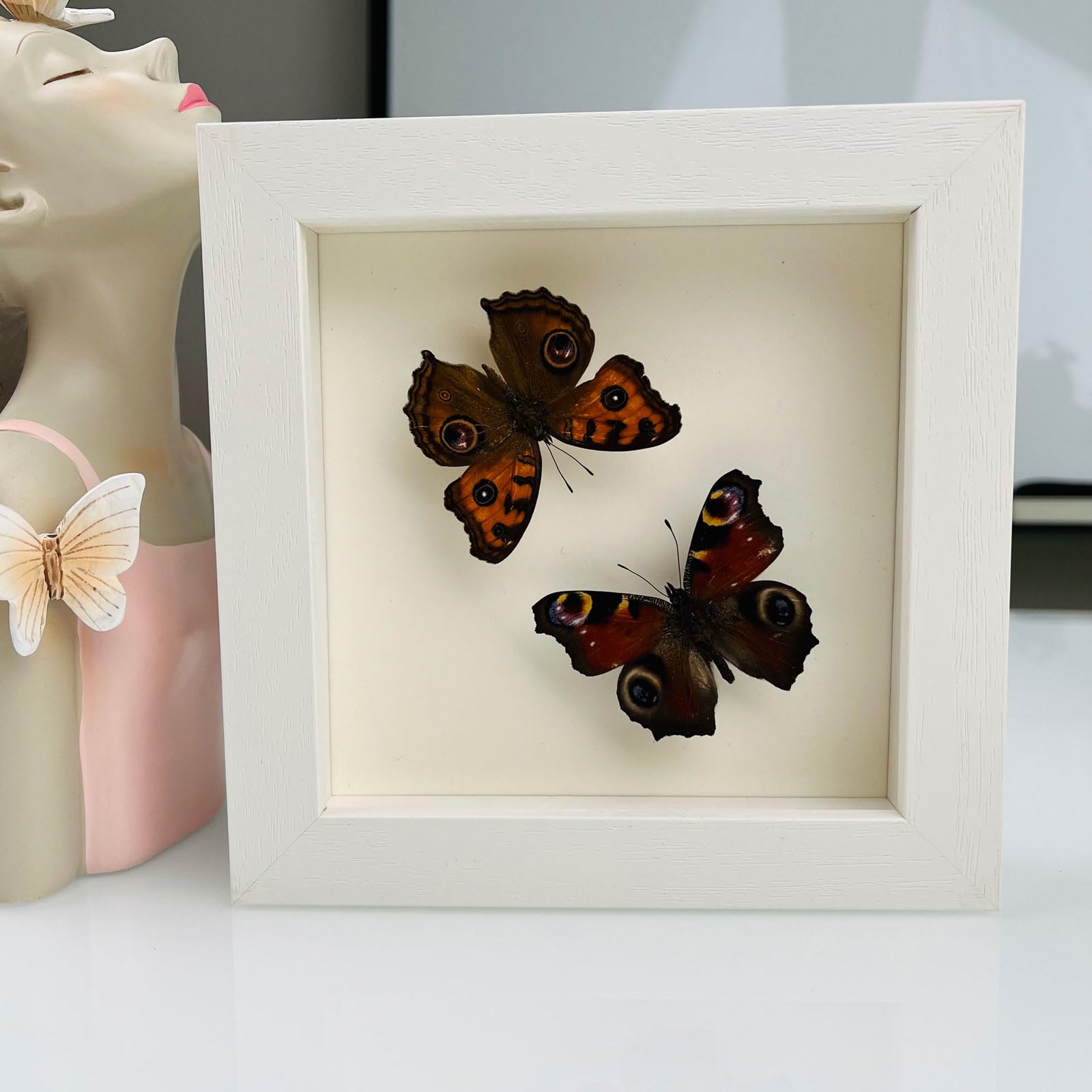 Taxidermy Mounted In Frame,Exquisite Butterflies Insect Specimen,Collection Of Butterfly,Unique Home Decor Wall Decoration Gift For Christmas Valentine Birthday,Real Butterfly Specimens17.6*17.6cm