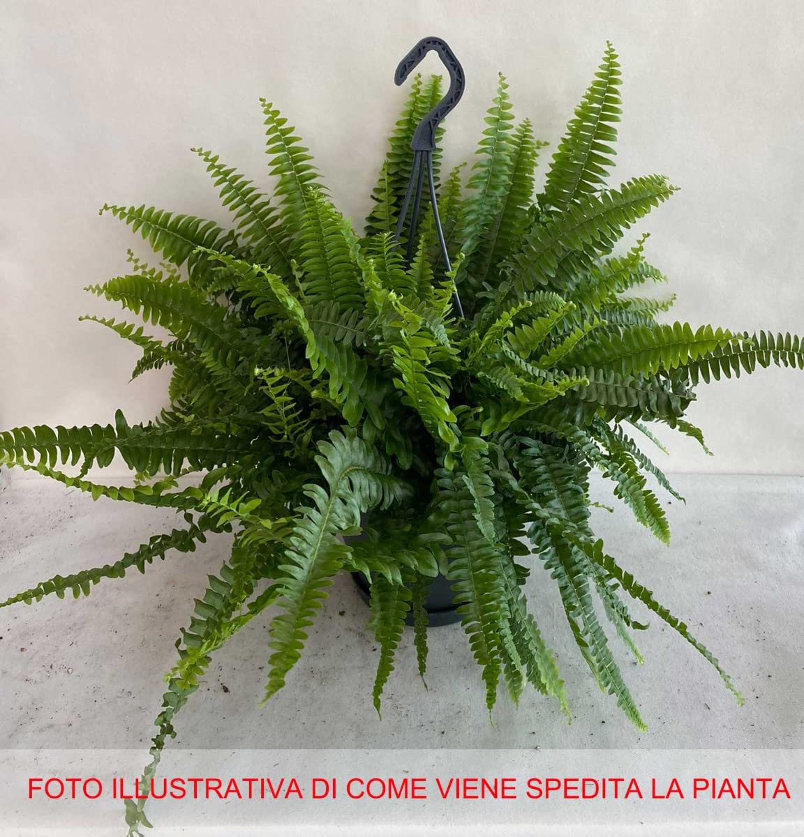 POWERS TO FLOWERS - ASPARAGUS SETACEUS PLUMOSUS IN VASO CERAMICA BIANCO