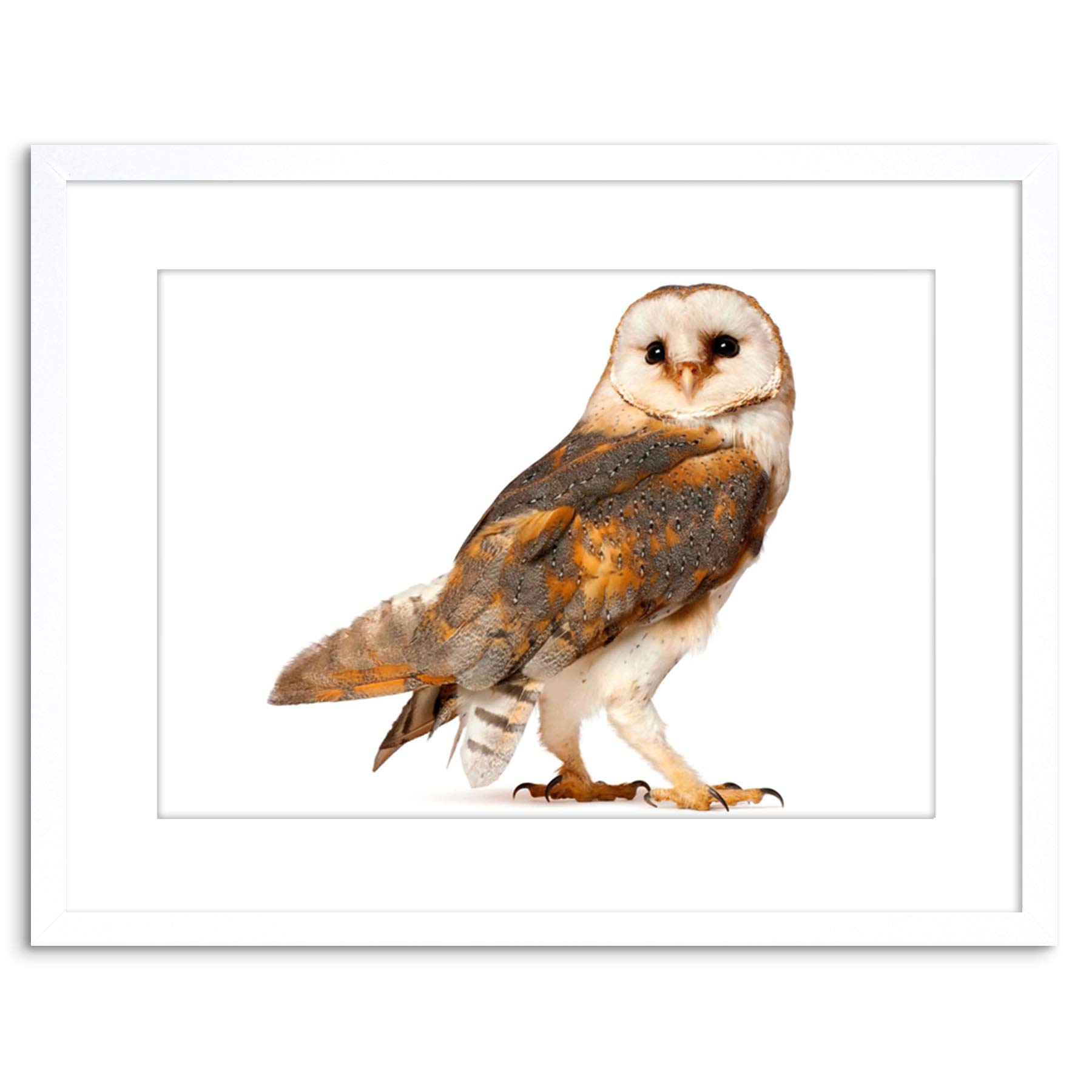 Wee Blue Coo Photo Barn Owl Alba Bird Pray Framed Wall Art Print