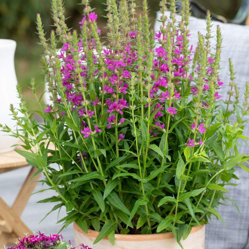 Lythrum salicaria 'Robert' (Marginal Aquatic) – Vibrant Rose Pink Flower Spikes, Ideal for Damp Borders and Shallow Pond Margins – 1X 1 Litre Pots by Thompson and Morgan