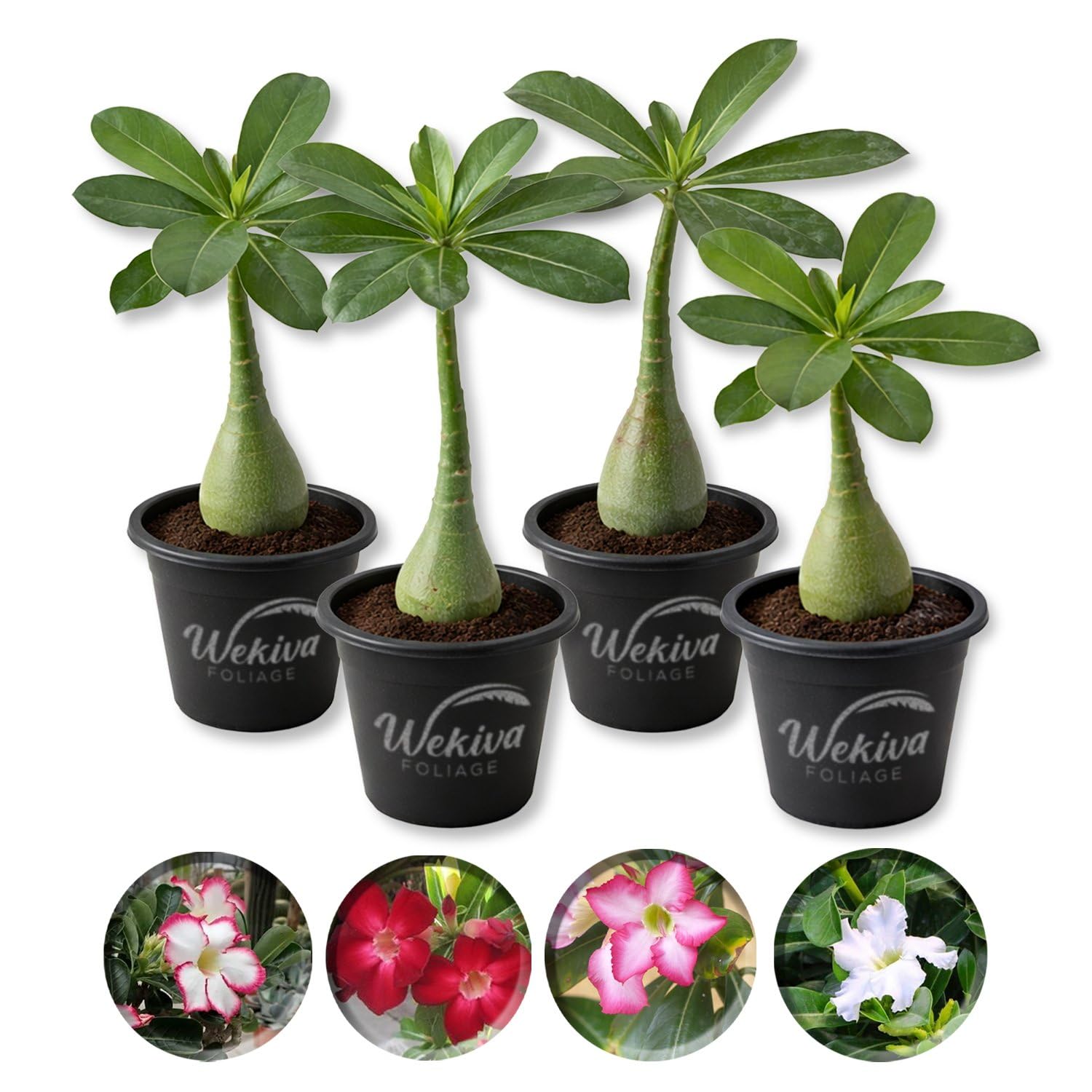 Living Basics Desert Rose Collection - 4 Live Starter Plants - Growers Choice - Dramatic Drought Tolerant Cactus Succulent