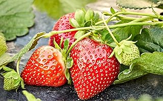 2000+ Perpetual Strawberry Seeds for Planting - Red