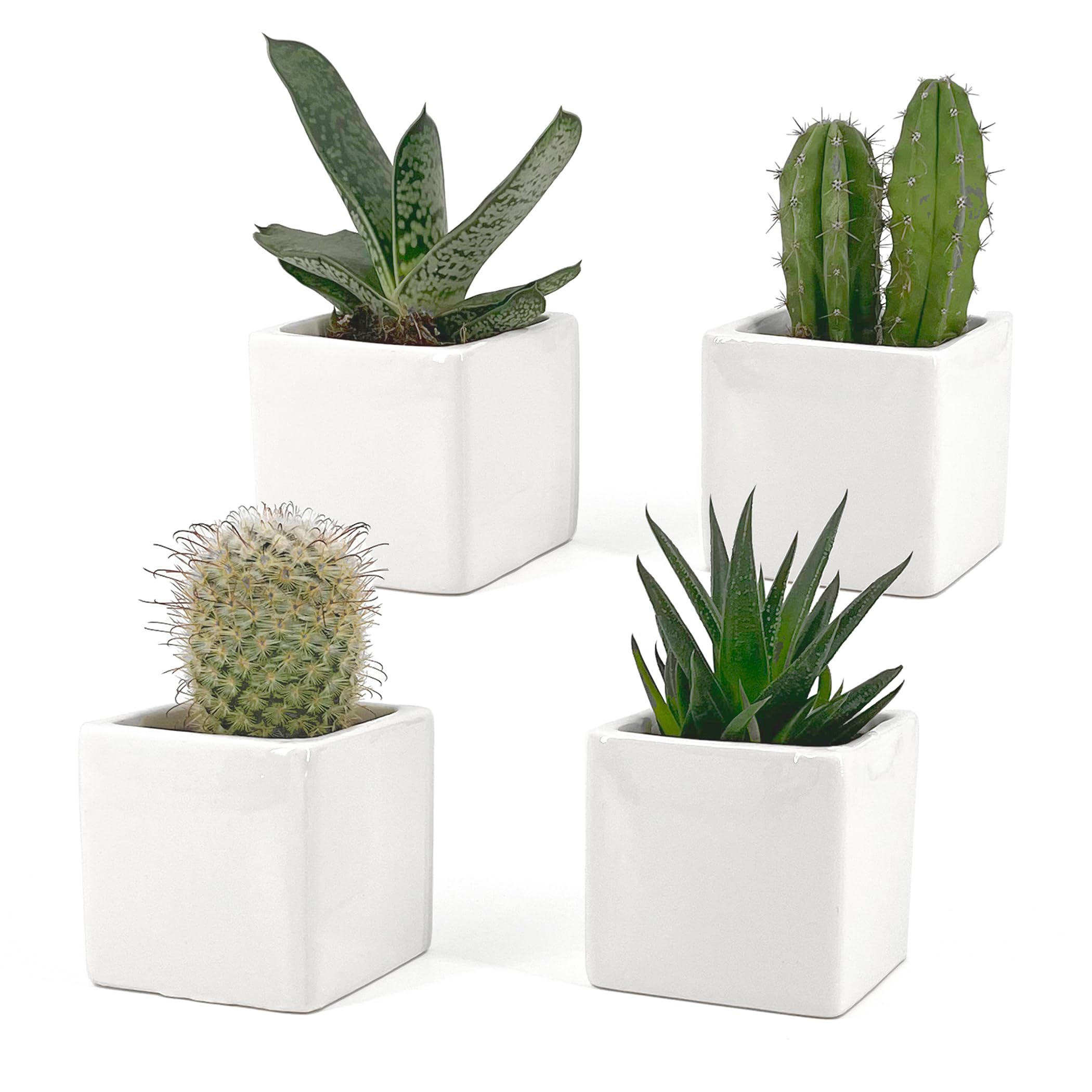 Set di 4 Vasi Bianchi, da Interno in Ceramica Bianca Lucida | Misura 6,5x6,5 cm | Ideali per Piante Grasse, Bonsai, Fiori, Vasetti Decorativi da Interno Moderni per Casa, Scrivania, Tavolo, Ufficio.