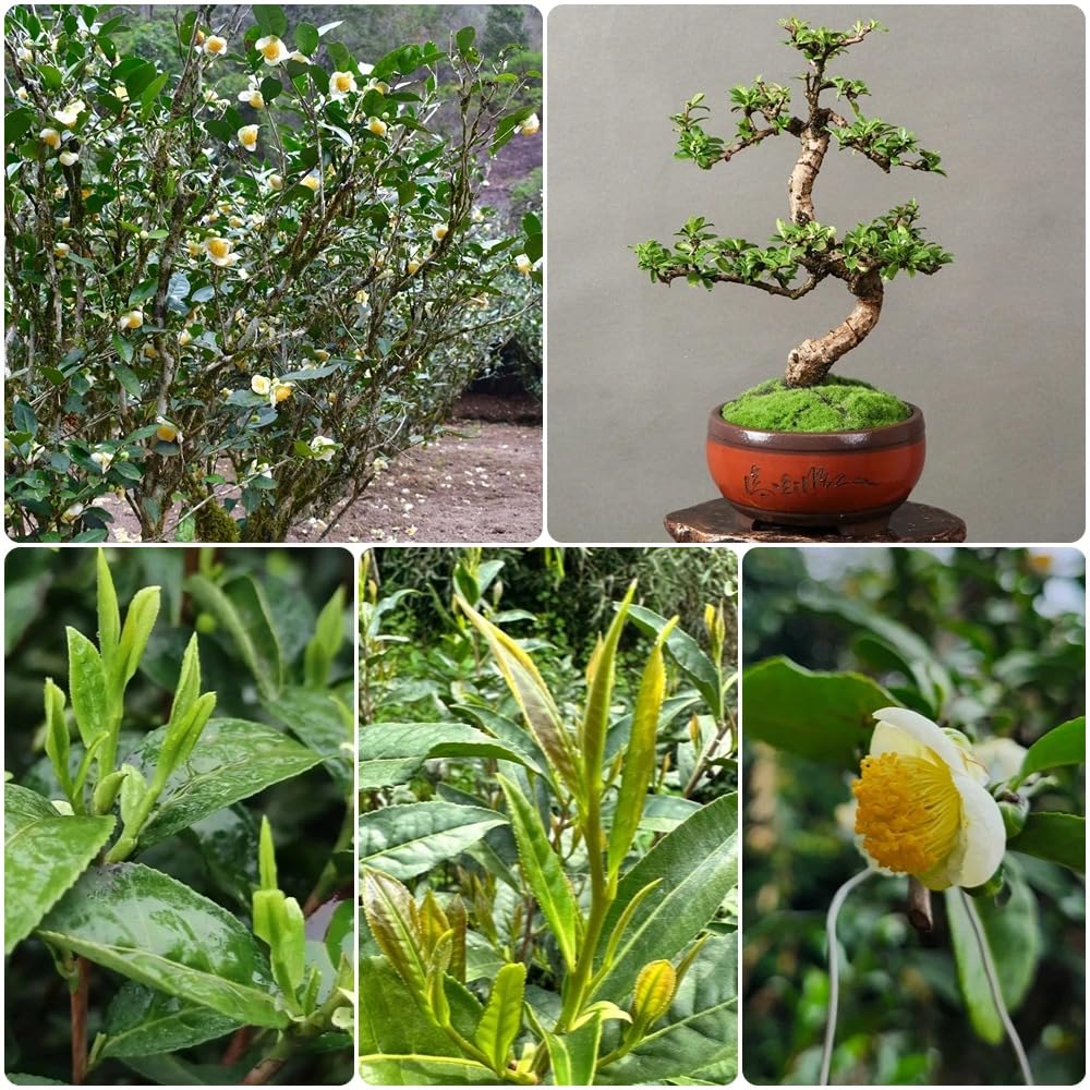 Semillas de té verde, semillas de té, arbustos en de té Camellia sinensis, semillas exóticas en resistentes al aire libre resistentes 35pcs