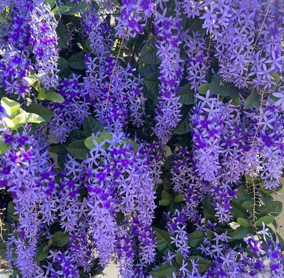 Petrea Violet Sand Paper Vine – Gorgeous Purple Wreath Plant for Indoor/Outdoor Spaces