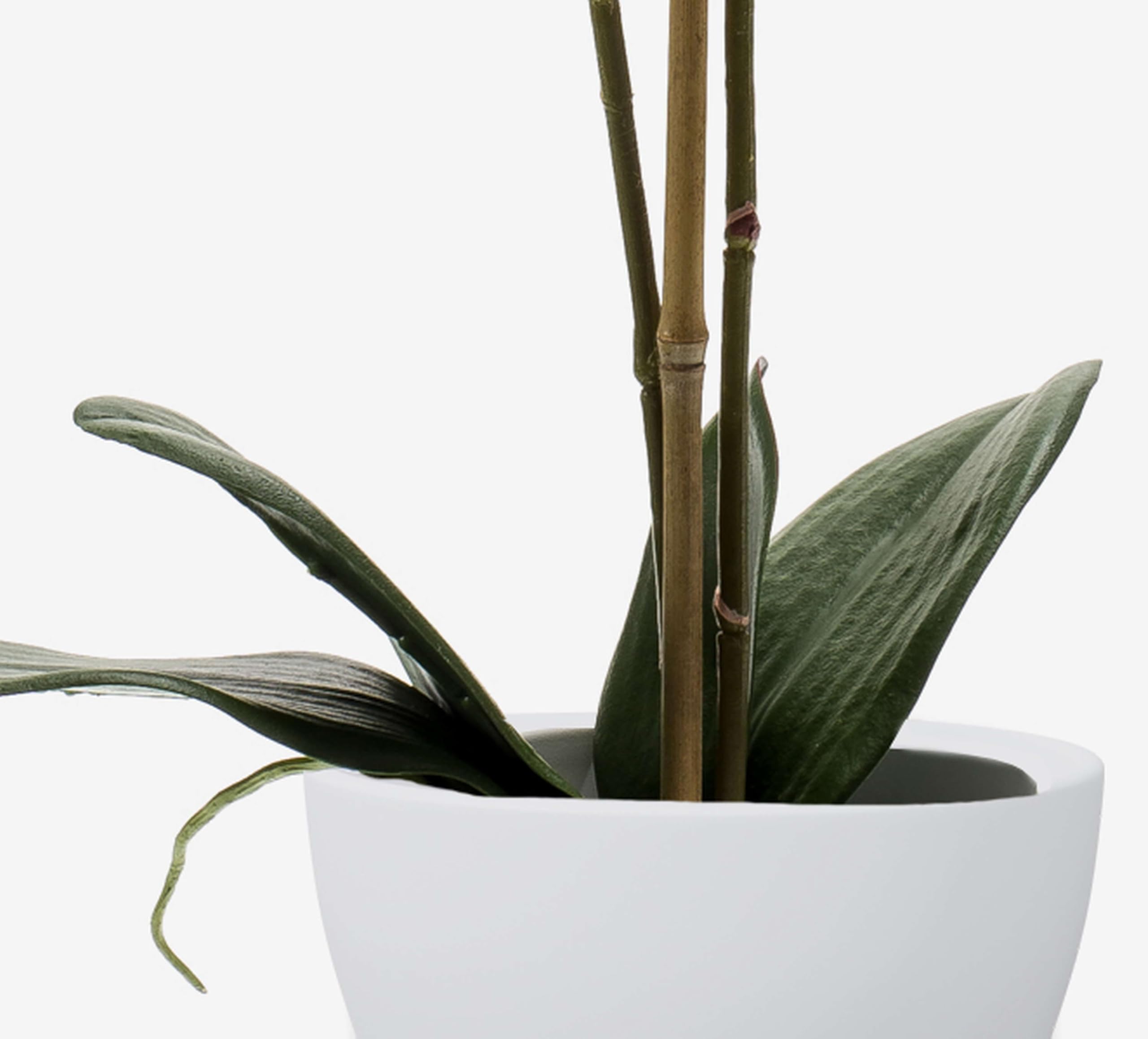 artplants.de Orchidea phalaenopsis Ornamentale Candida, Bianco, 65cm