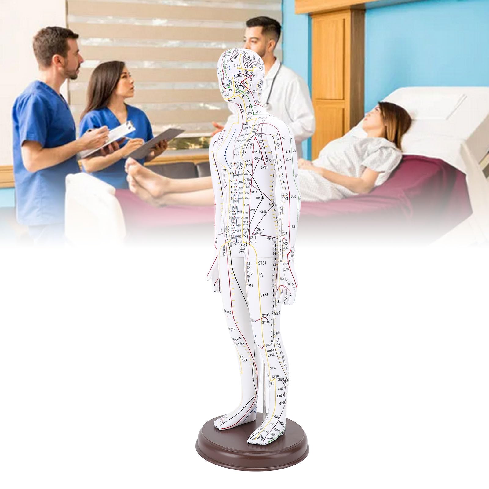 Modelo de Acupuntura de Cuerpo Humano de 20,47 Pulgadas, Modelo de Punto de Presión y Meridianos Masculinos y Femeninos con Base para Enseñanza China de Acupuntura y Masaje para